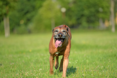Rhodesian ridgeback at the age of 7 with a gray muzzle