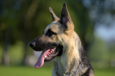 Eastern European Sheepdog sits on the grass
