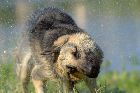 Eastern European Sheepdog on the background of the lake shakes off the water