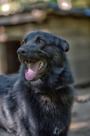 black dog half-breed of husky in summerの写真素材