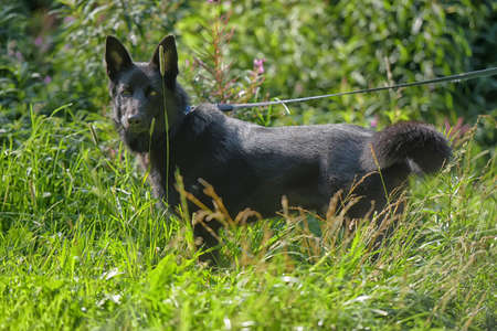 happy black dog half-breed of husky and sheepdog on grass backgroundの写真素材