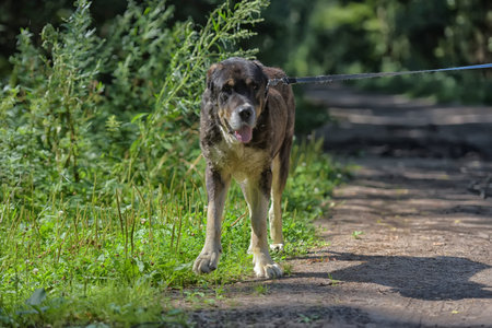 Central Asian Shepherd Dog, old and sick