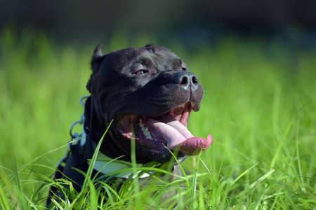 American Bully Dog Breed on the grassの写真素材