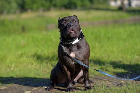 American Bully Dog Breed on the grassの写真素材