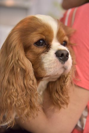 dog Cavalier King Charles Spanielの写真素材