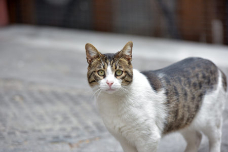 sad and dirty homeless cat in the street of Istanbul