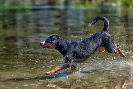 entlebucher mountain dog jumping into waterの写真素材