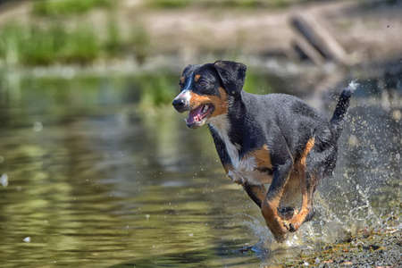 entlebucher mountain dog jumping into waterの写真素材