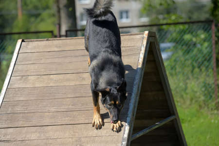 a large dog mongrel trains on a training groundの写真素材