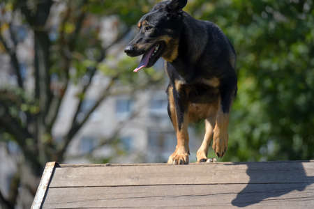 a large dog mongrel trains on a training groundの写真素材