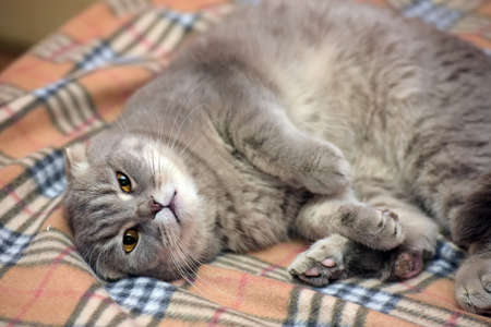 gray Scottish lop-eared cat on plaidの写真素材