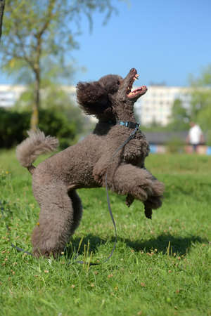 brown royal poodle jumps for toyの写真素材
