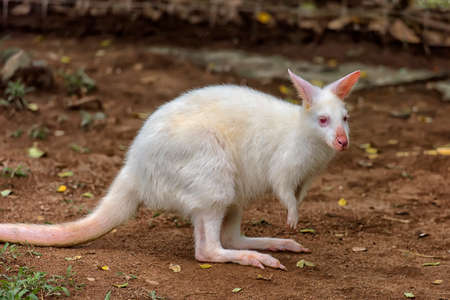 white albino wallaroo, macropus robustus, Kangaroo in the Pouchの写真素材