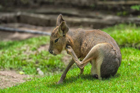 Mari, Patagonian hares, Patagonian guinea pigs are a rodent of the rodent family,の写真素材