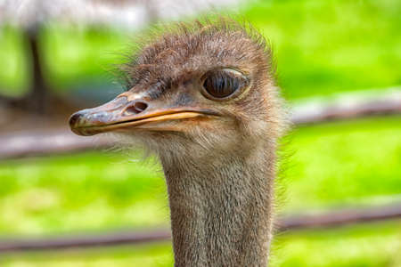 close-up portrait of an ostrichの写真素材