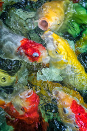 Fish red and yellow ask for food In Thailandの写真素材