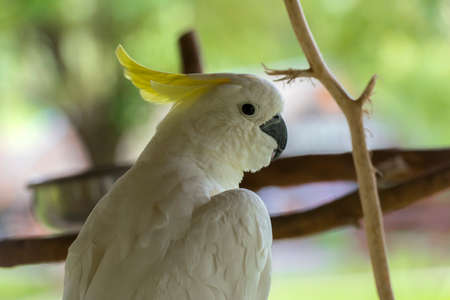White cockatoo parrot sitting on a branchの写真素材