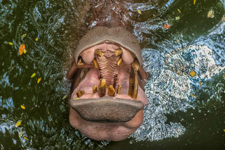 hippopotamus having opened a mouth in waterの写真素材