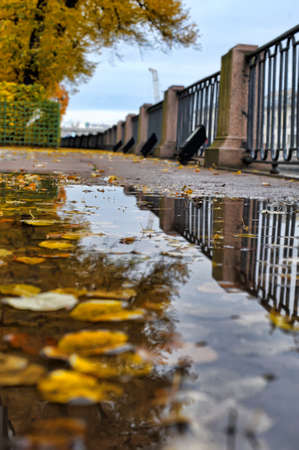 autumn leaves in a puddle in the parkの写真素材