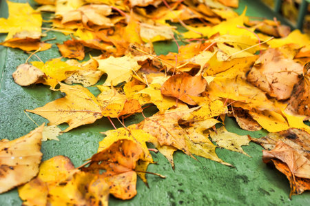 autumn leaves on a green wooden background