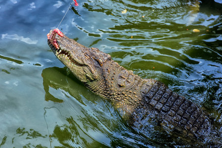 Crocodile in a crocodile farm in Thailand