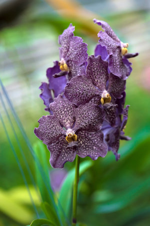 Beautiful pink moth orchids (Phalaenopsis) flowers in the garden.