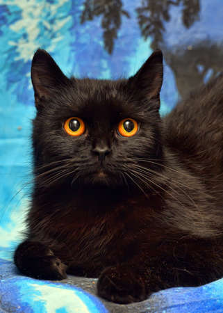 furry black cat with orange eyes on a blue backgroundの写真素材