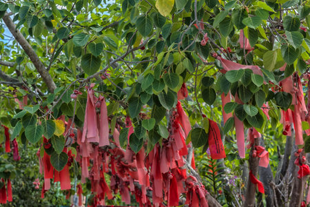 The Chinese Money Tree with red ribbons