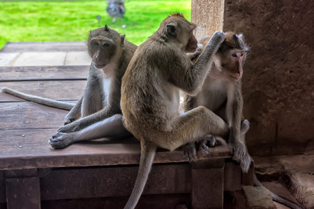 Monkey moms in Angkor Wat