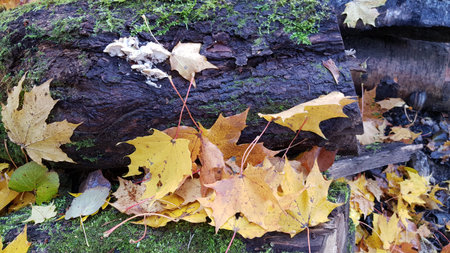 autumn maple leaves on green mossの写真素材