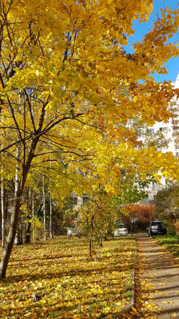 Russia, Petersburg. 12,10,2018 The path in the courtyard of an apartment building strewn with autumn leavesのeditorial素材
