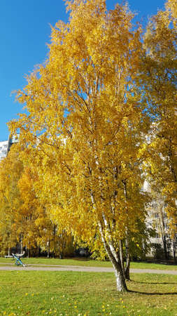 birch trees in autumn and blue skyのeditorial素材
