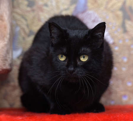 sad black cat with yellow eyesの写真素材