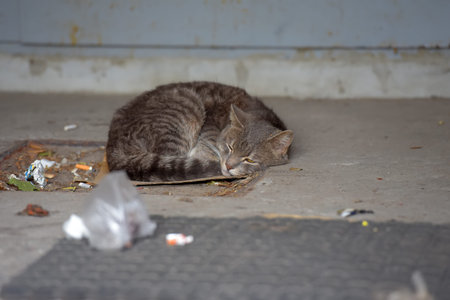 gray homeless unhappy cat sleeping on the streetの写真素材