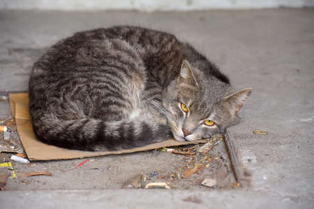 gray homeless unhappy cat sleeping on the streetの写真素材