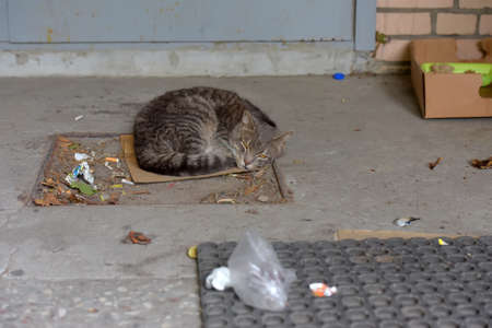 gray homeless unhappy cat sleeping on the streetの写真素材