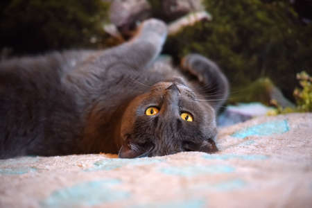 beautiful gray British cat lies on the backの写真素材