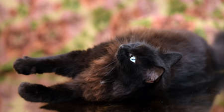 beautiful fluffy black cat is lying on a glass table with reflectionの写真素材