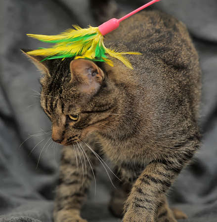 striped cat playing with a toy with feathersの写真素材