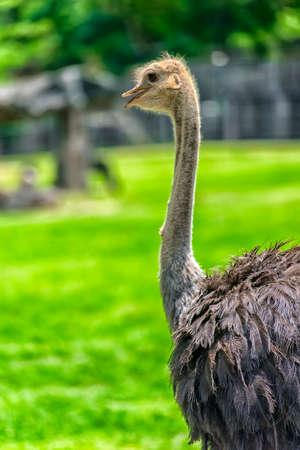 Ostrich bird at the zoo with grass field background.の写真素材