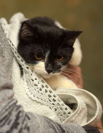 scared black and white cat wrapped in a blanketの写真素材