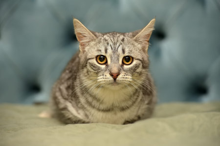 gray striped frightened young cat