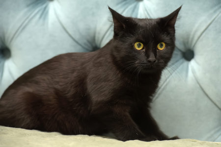 black shorthair cat with yellow eyes on a blue background