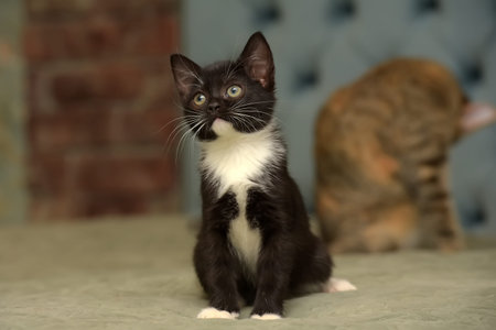 black with white cute little kittyの写真素材