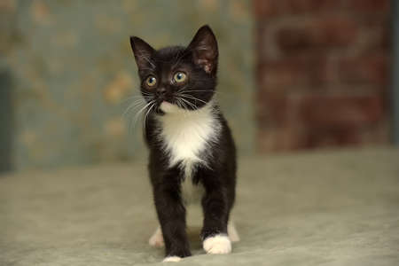 black with white cute little kittyの写真素材