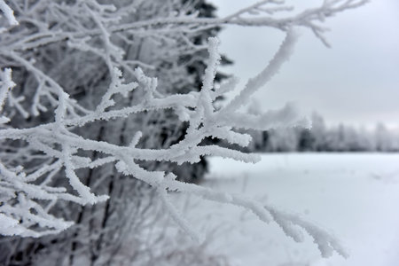 snowy and frosty tree branches close