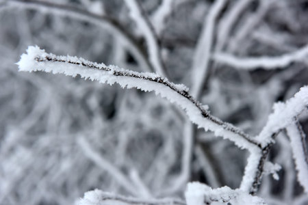 snowy and frosty tree branches close