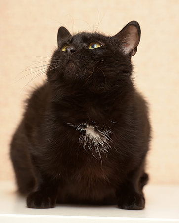 black with a white spot on the chest funny cat with a serious face