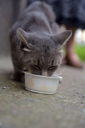 gray stray cat eating on the streetの写真素材