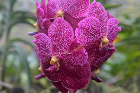 pink orchids on a branch in a greenhouse
